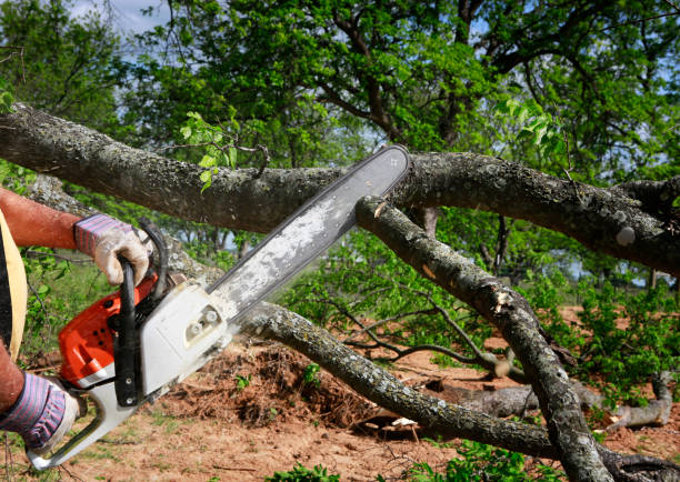 Best Emergency Tree Removal  in Lakeland, NY